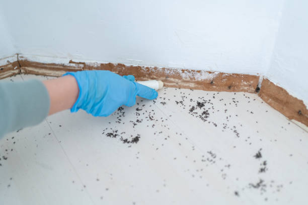 Best Best Pest Control Companies  in Central Falls, RI